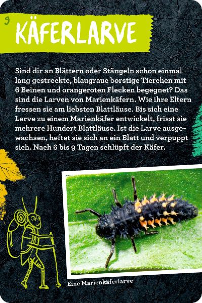 50 Insekten, Spinnen & Co.