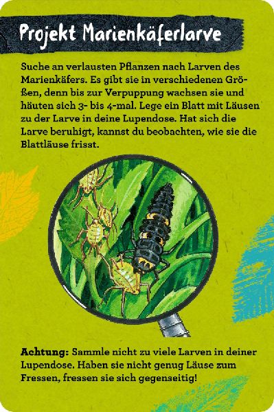 50 Insekten, Spinnen & Co.