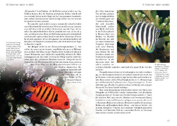 Zwergkaiserfische im Meerwasseraquarium