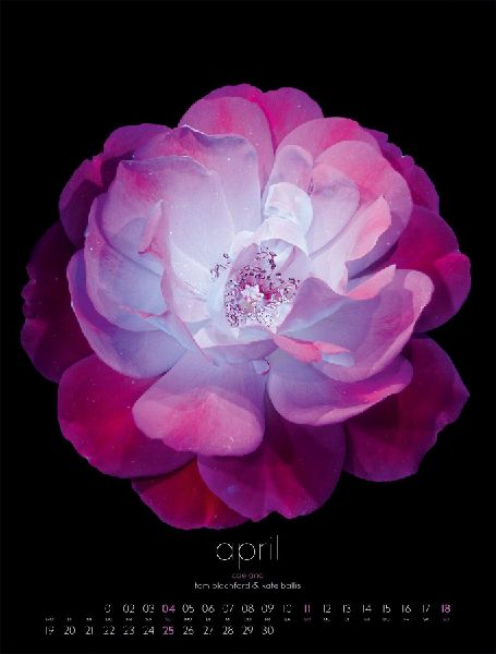 in bloom Kalender 2027