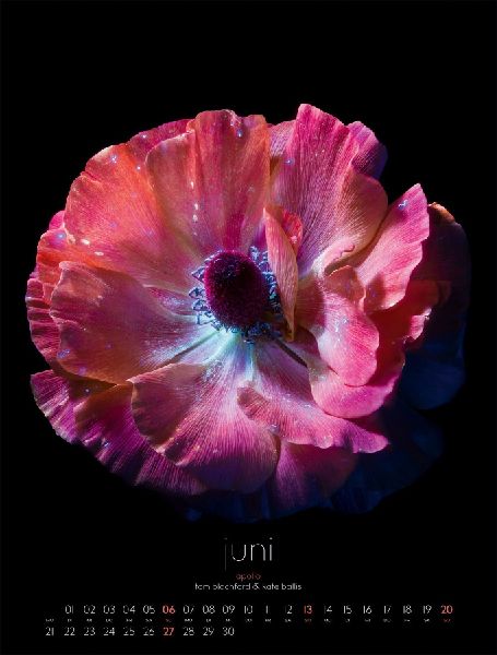 in bloom Kalender 2027