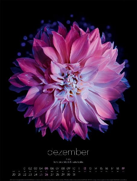 in bloom Kalender 2027