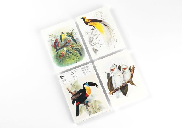 Tropical Birds