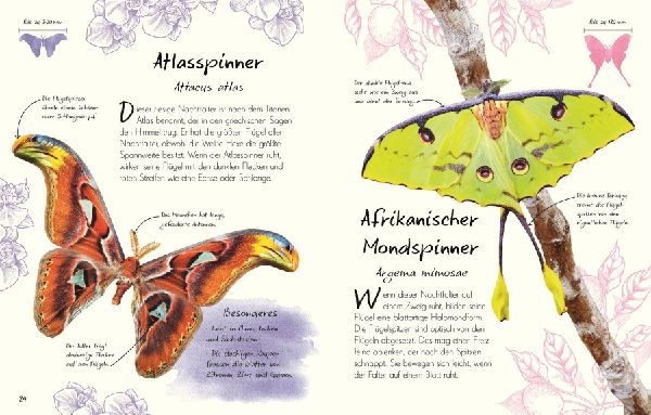 Wundervolle Welt - Kleine Schätze. Schmetterlinge