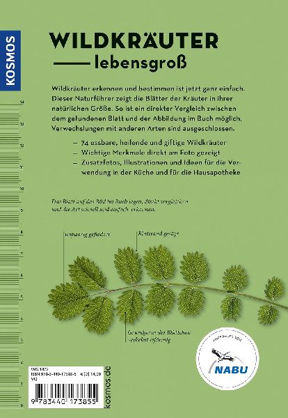 Wildkräuter am Blatt erkennen