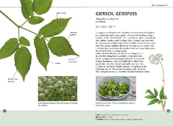Wildkräuter am Blatt erkennen