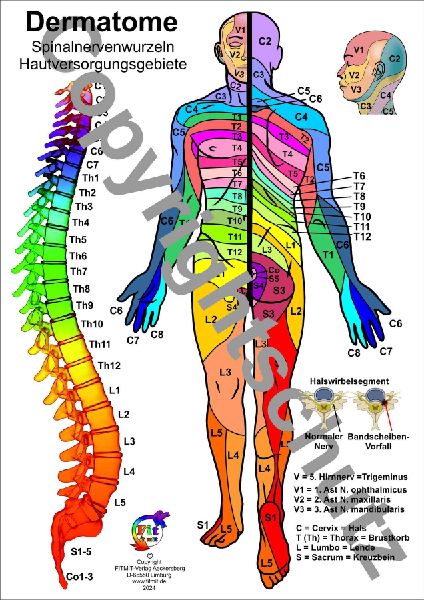 Dermatome - Spinalnervenwurzeln Hautversorgungsgebiete