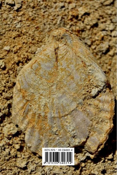 Cenozoic Brachiopoda of South Australia
