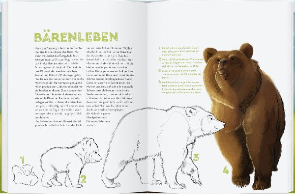 Bären