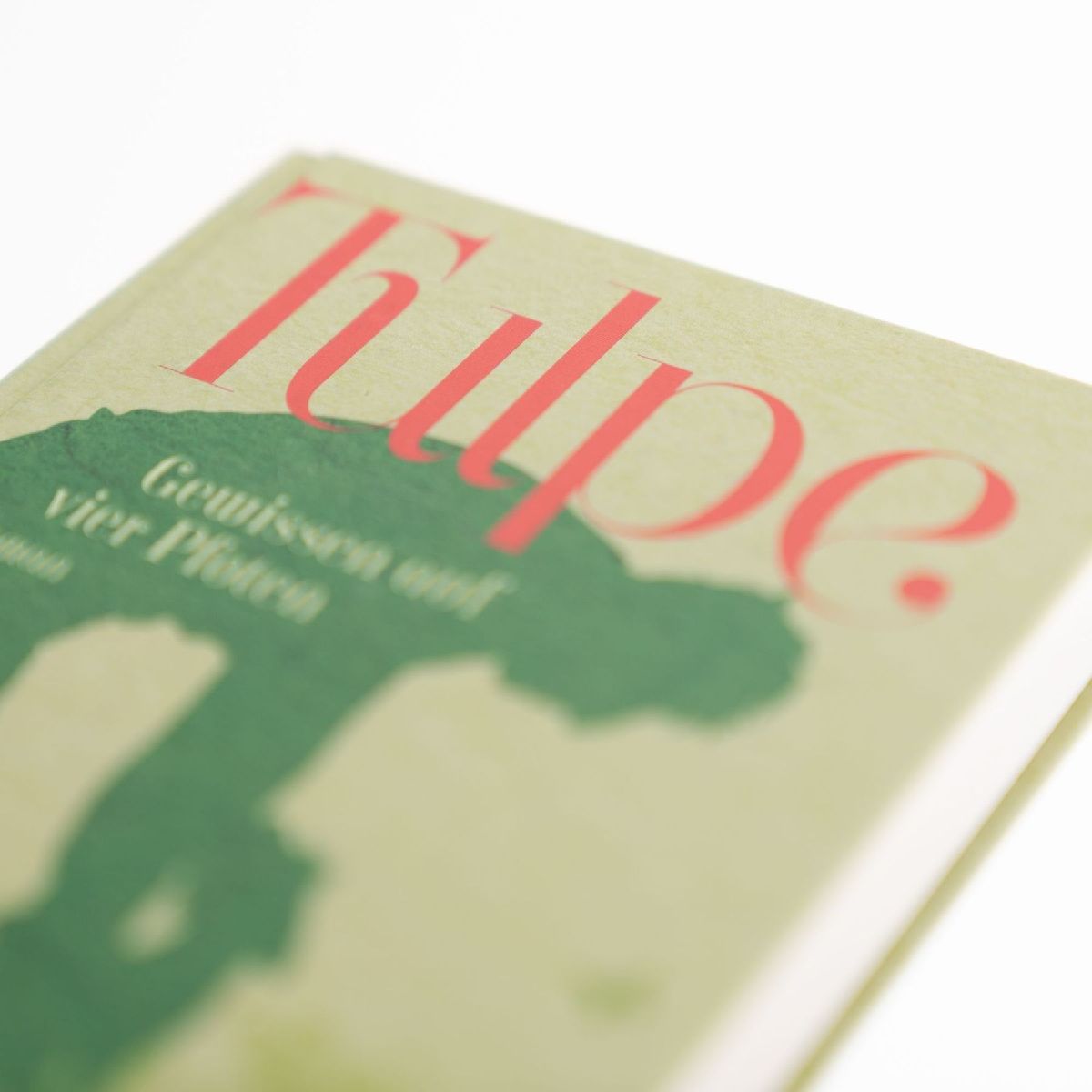 Tulpe