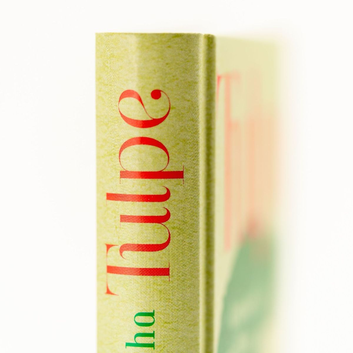 Tulpe