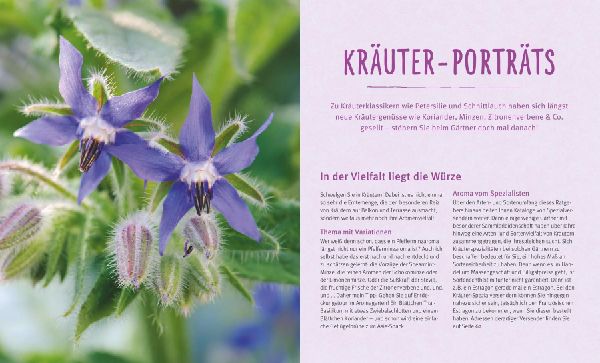 Küchenkräuter in Töpfen