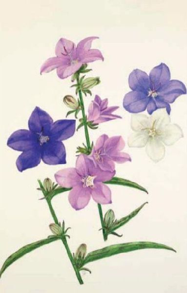 100 Blumen