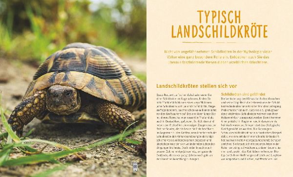 Landschildkröten.