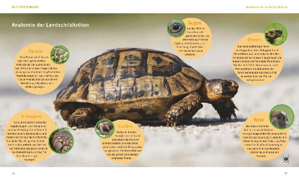 Landschildkröten.