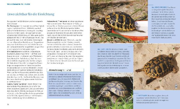 Landschildkröten.