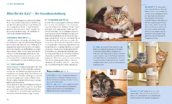 Katzen