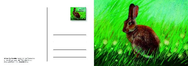 Von den Wiesentieren - Ein Postkartenbuch