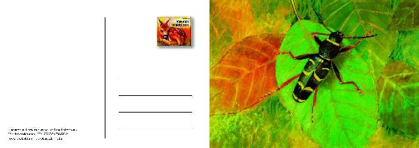 Von den Waldtieren - Ein Postkartenbuch