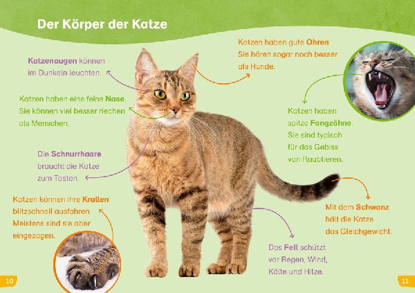 WAS IST WAS Erstes Lesen easy! Katzen - meine Lieblingstiere