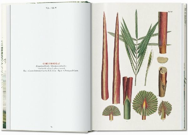 Martius. The Book of Palms