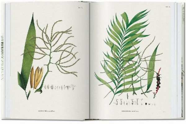 Martius. The Book of Palms