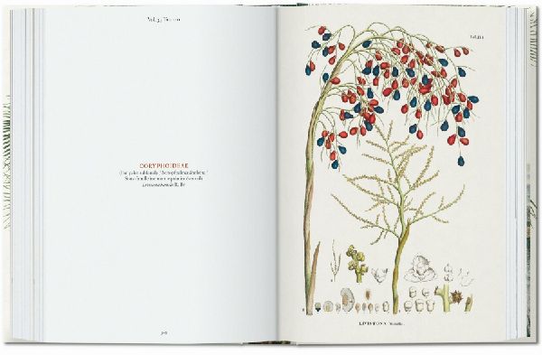 Martius. The Book of Palms