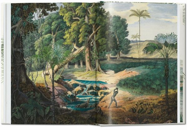 Martius. The Book of Palms