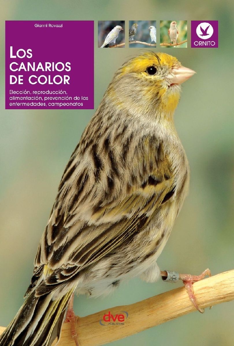 Los canarios de color