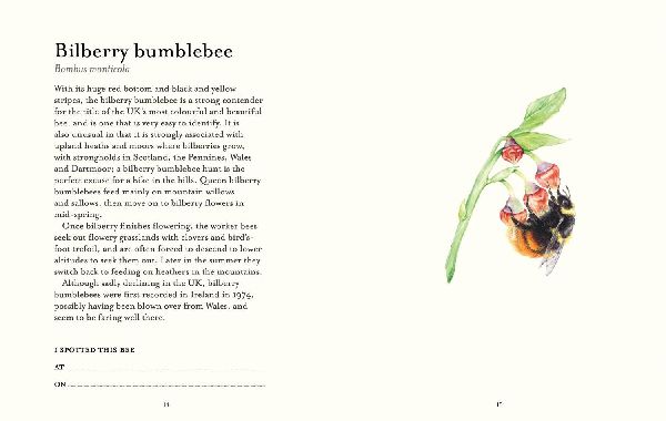 The Bee Spotter's Guide
