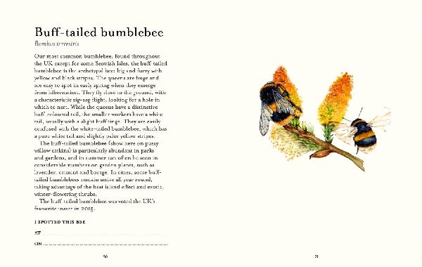The Bee Spotter's Guide