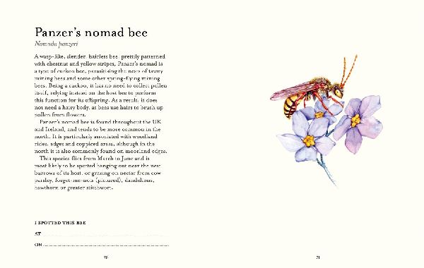 The Bee Spotter's Guide