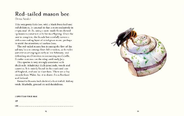 The Bee Spotter's Guide