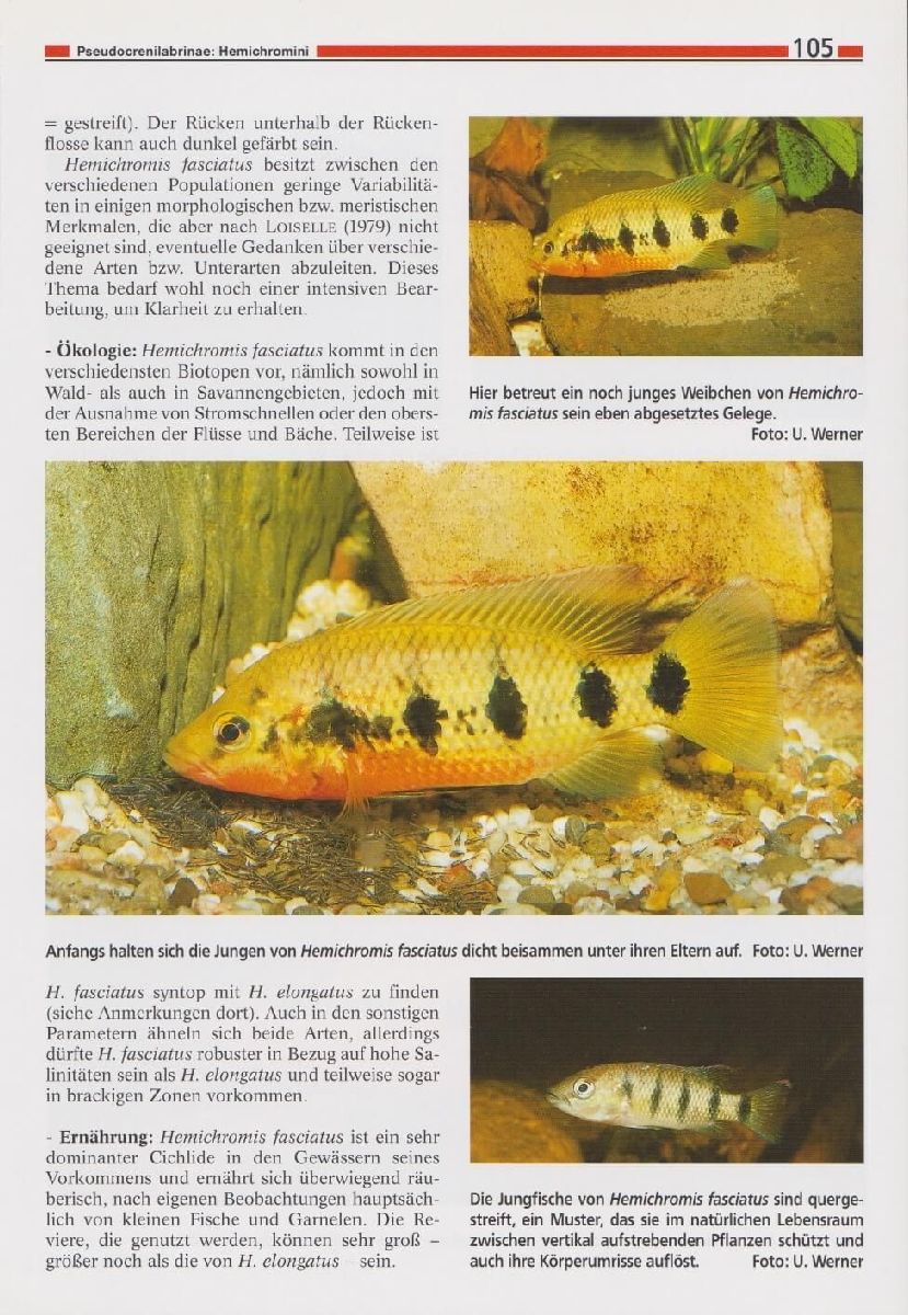 Die Cichliden des westlichen Afrikas