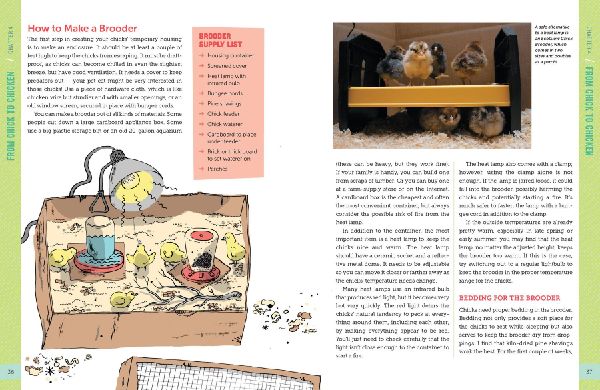 A Kid's Guide to Keeping Chickens