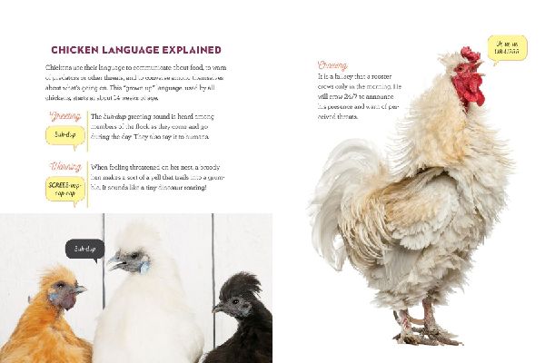 How to Speak Chicken