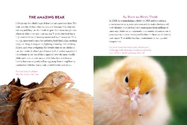 How to Speak Chicken