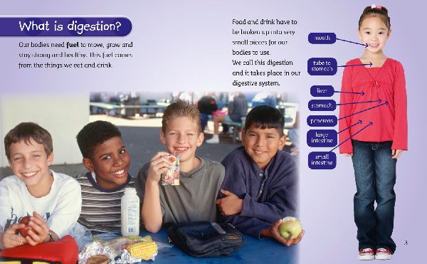 The Digestive System