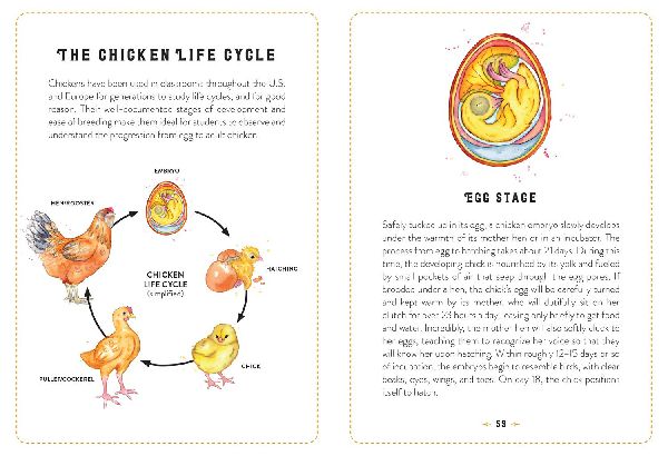 The Little Book of Chickens