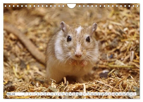 Niedliche Rennmäuse (Wandkalender 2026 DIN A4 quer), CALVENDO Monatskalender
