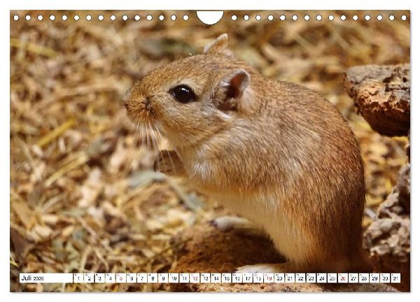 Niedliche Rennmäuse (Wandkalender 2026 DIN A4 quer), CALVENDO Monatskalender