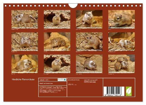 Niedliche Rennmäuse (Wandkalender 2026 DIN A4 quer), CALVENDO Monatskalender