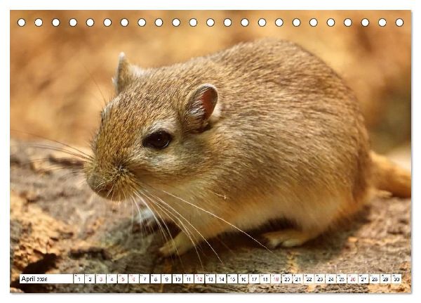 Niedliche Rennmäuse (Tischkalender 2026 DIN A5 quer), CALVENDO Monatskalender