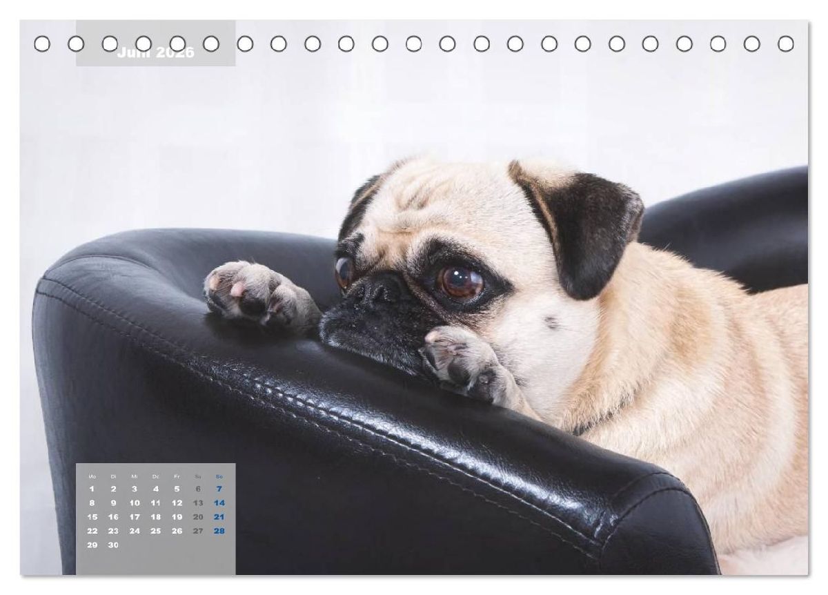 Lillie Mopsgetier - mopsfidel durchs Jahr (Tischkalender 2026 DIN A5 quer), CALVENDO Monatskalender
