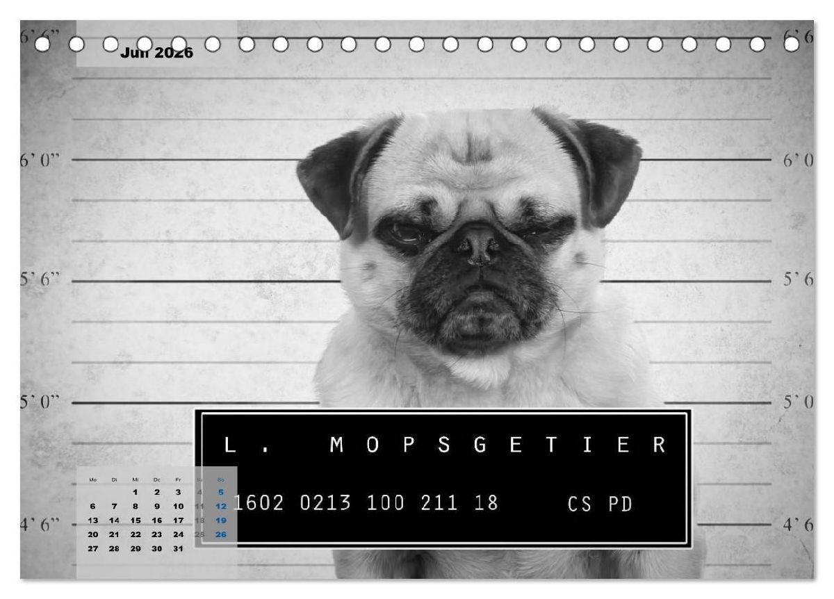 Lillie Mopsgetier - mopsfidel durchs Jahr (Tischkalender 2026 DIN A5 quer), CALVENDO Monatskalender