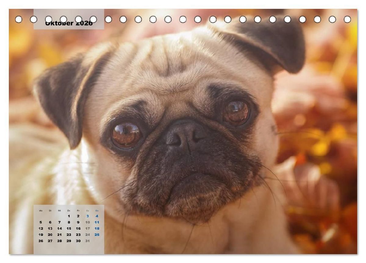 Lillie Mopsgetier - mopsfidel durchs Jahr (Tischkalender 2026 DIN A5 quer), CALVENDO Monatskalender