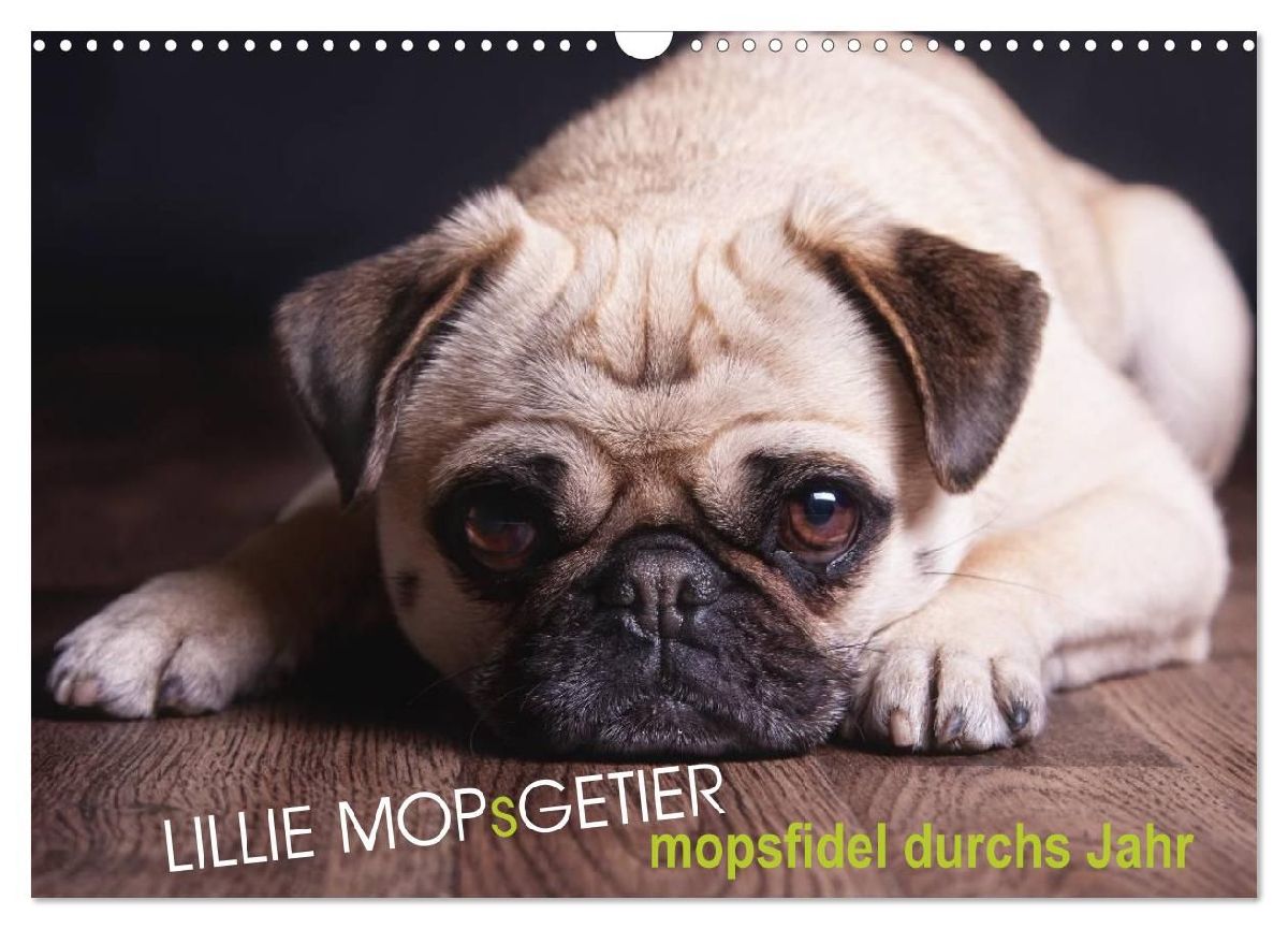 Lillie Mopsgetier - mopsfidel durchs Jahr (Wandkalender 2026 D...
