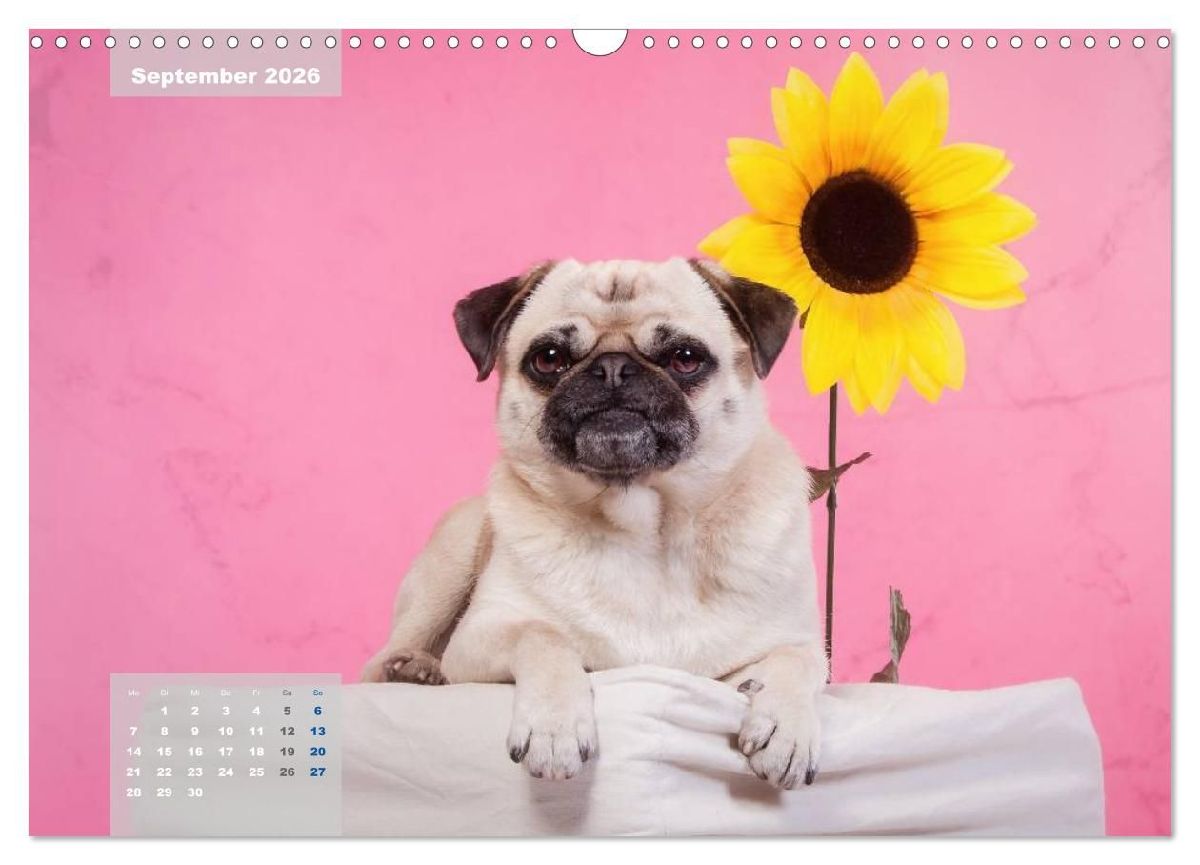 Lillie Mopsgetier - mopsfidel durchs Jahr (Wandkalender 2026 DIN A3 quer), CALVENDO Monatskalender