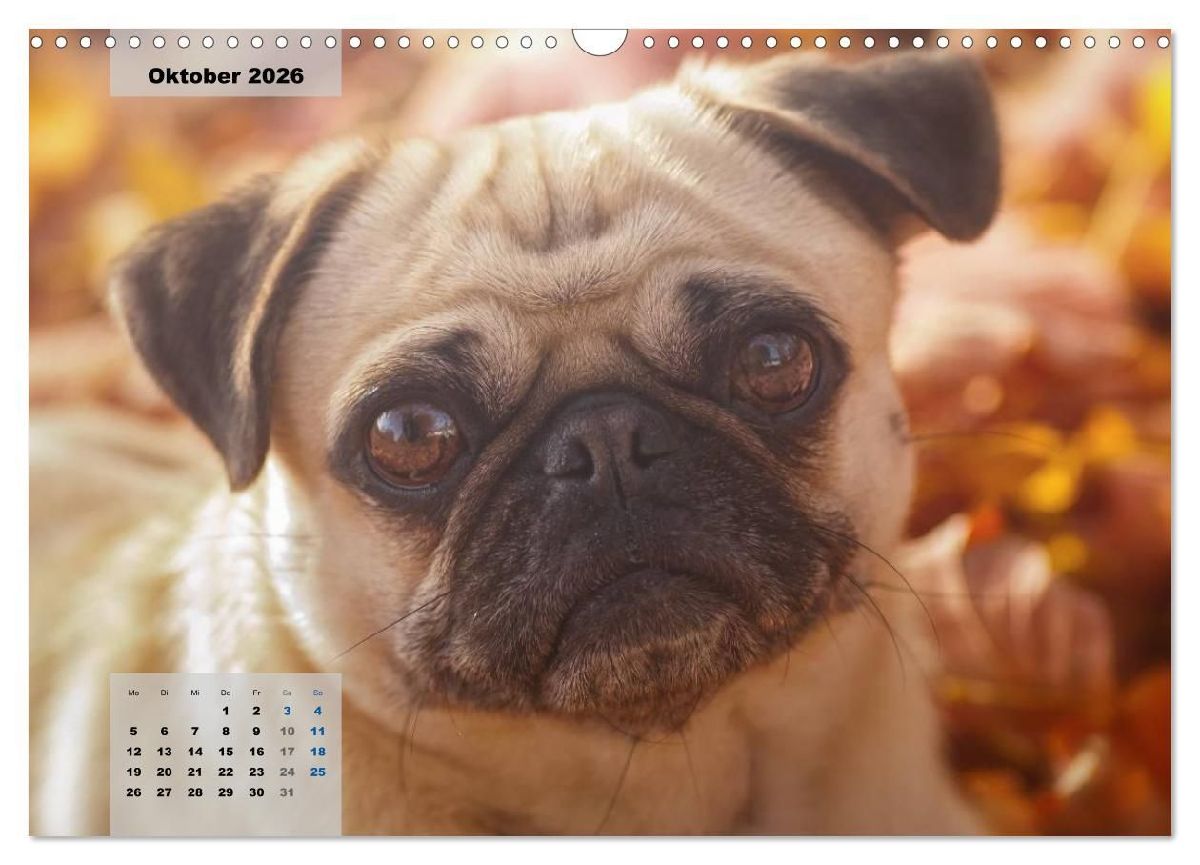 Lillie Mopsgetier - mopsfidel durchs Jahr (Wandkalender 2026 DIN A3 quer), CALVENDO Monatskalender