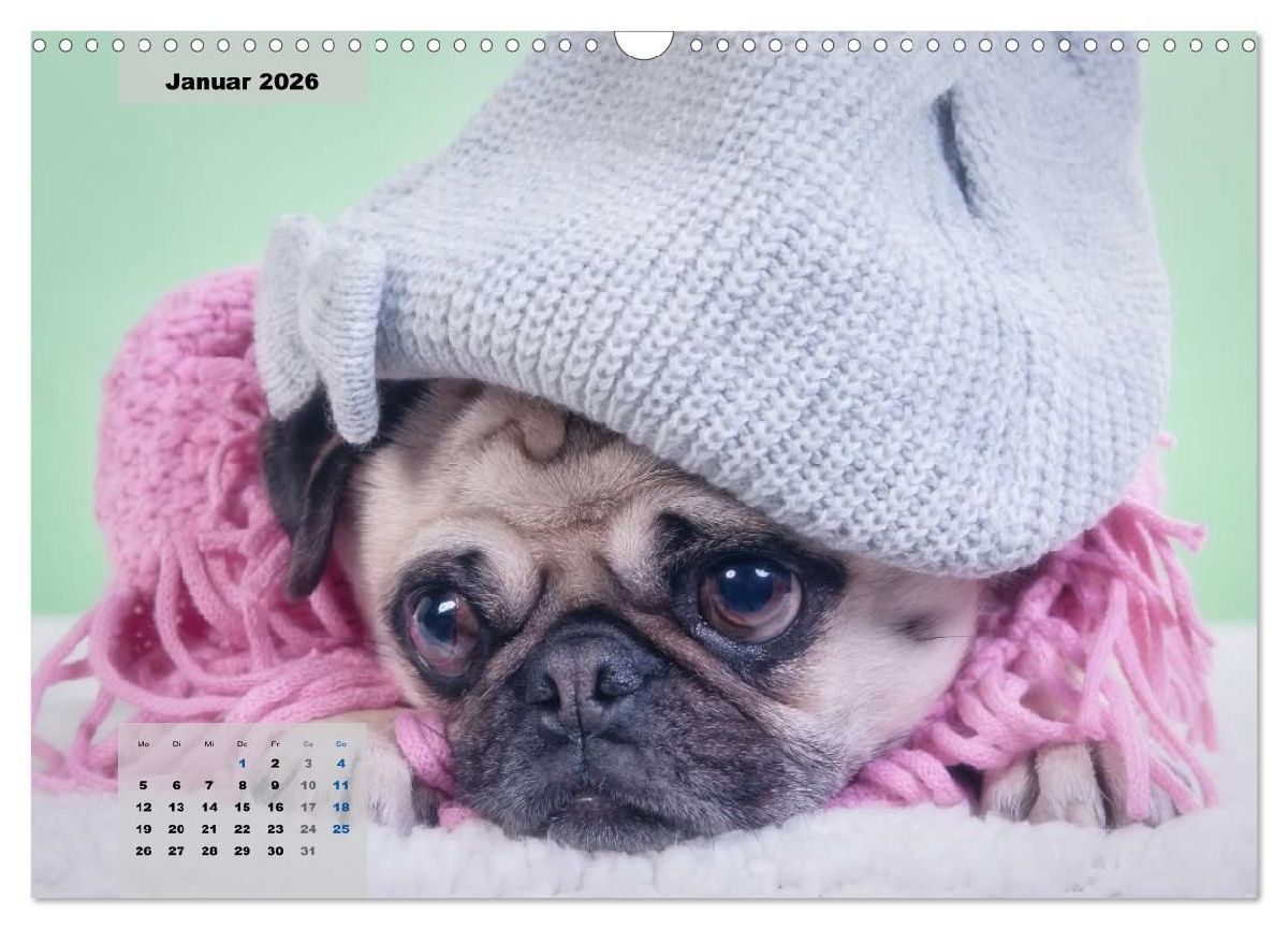 Lillie Mopsgetier - mopsfidel durchs Jahr (Wandkalender 2026 DIN A3 quer), CALVENDO Monatskalender